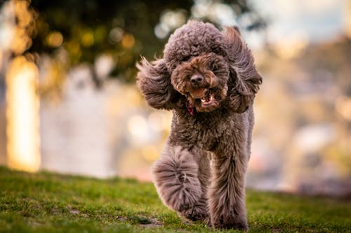 Read more about the article The Benefits of High Meat Content in Dry Dog Food