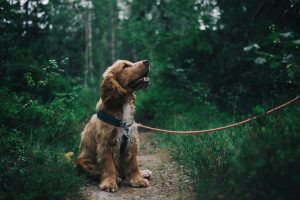 Read more about the article The Benefits of Grain Free Dog Food