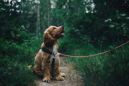 Read more about the article The Benefits of Grain Free Dog Food
