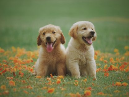 Read more about the article Grain Free Dry Dog Food: Good Proteins versus Bad Proteins