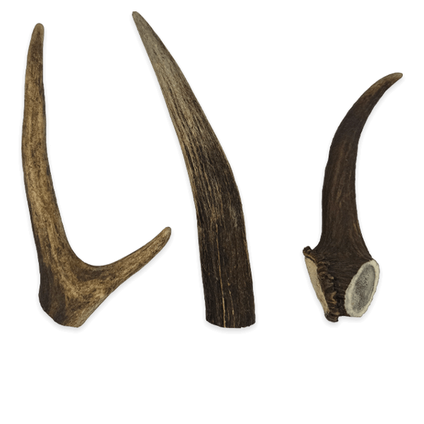 Antlers - Image 3