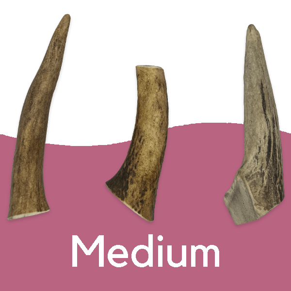 Antlers - Image 2