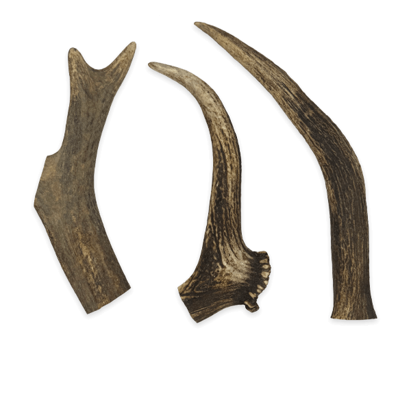 Antlers - Image 4