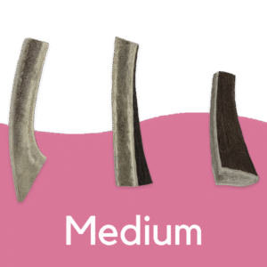 Split Antlers