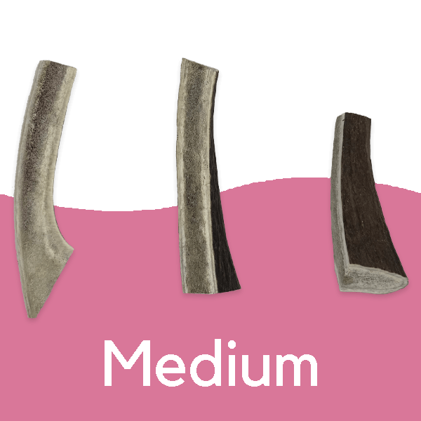 Split Antlers - Image 2