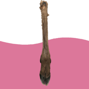 Large Venison (Deer) Legs – with fur/hair & no fur/hair