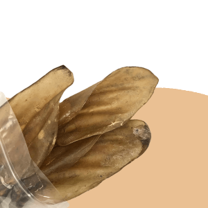 Large Buffalo Ears